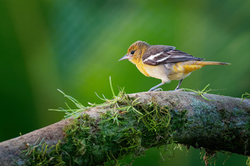  small icterid blackbird common in eastern North America as a migratory breeding bird