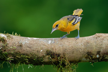  small icterid blackbird common in eastern North America as a migratory breeding bird