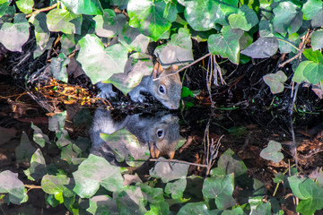 Mirror image water reflection as a grey squirrel drinks water from a river whilst hiding under vegetation