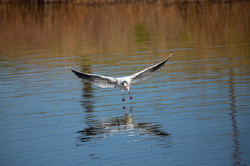 Gull landing on lake 3