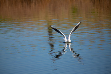Gull landing on lake