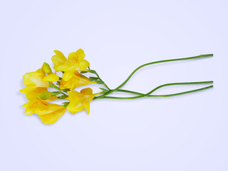 Yellow freesia flowers.