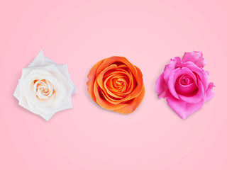White, orange and pink roses.