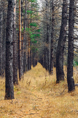 Obraz premium Footpath covered with pine needles in a forest
