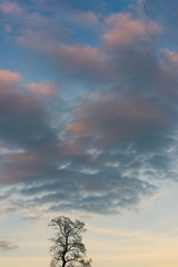 Fototapeta premium silhouettes of trees in winter with sky and clouds
