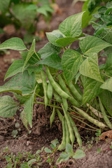 Growing green beans in the open field.