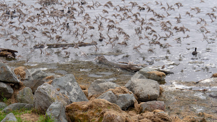 Birds at High Tide
