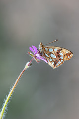 Nymphalidae / İspanyol Kraliçesi / / Issoria lathonia