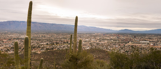 Tall saguaro cacti overlook sprawling Tucson basin after sunrise