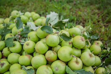 A cluster of green apples on the grass in the garden.