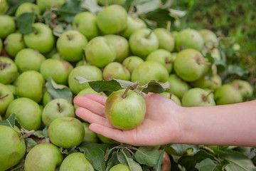One green apple in a child's hand. Green apple dropped on the ground
