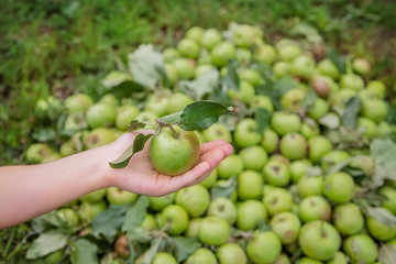 One green apple in a child's hand. Green apple dropped on the ground