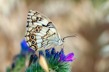 Closeup   beautiful butterfly sitting on flower.