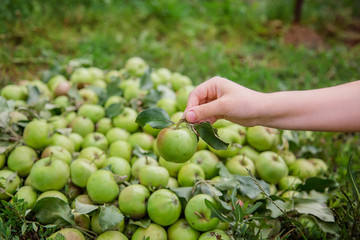 One green apple in a child's hand. Green apple dropped on the ground