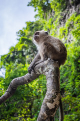 Small monkey sitting on a tree branch on a Monkey Beach in Thailand, green trees and blue sky in the background