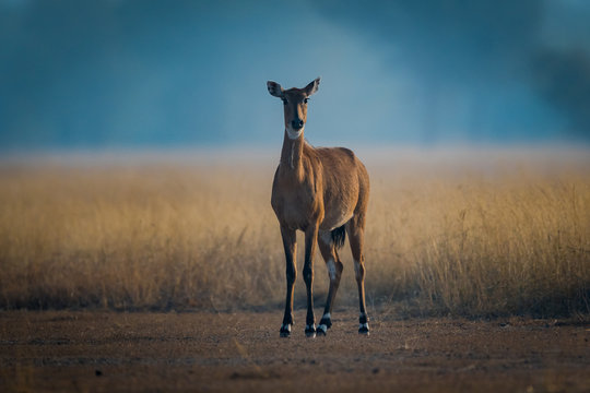 A nilgai or blue bull portrait from Tal Chappar Blackbuck Sanctuary, India