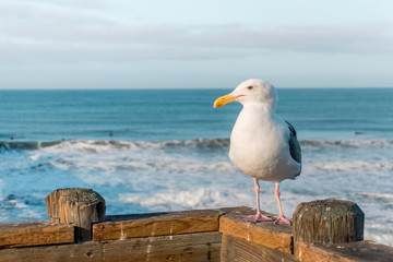 Gaivota em cima do píer de Oceanside, na California, com a praia de fundo