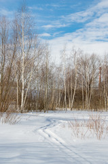 Country winter landscape. Ski track in snowy field, bare birches at forest edge
