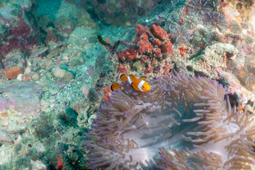 Fototapeta na wymiar Imagem subaquática de peixe-palhaço dentro de anêmona, na Malásia