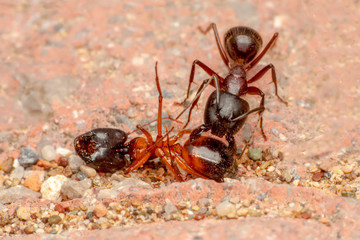 Beautiful Strong jaws of red ant close-up