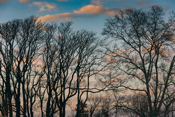 silhouettes of trees in winter with sky and clouds