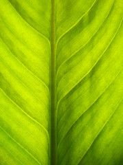 Macro View of a Fresh Green Leaf with a Background Light