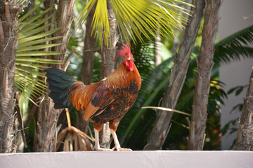 cock 