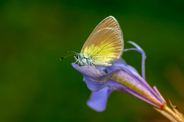 Closeup   beautiful butterfly sitting on flower.