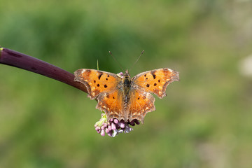 Nymphalidae / Anadolu Yırtıkpırtığı / Southern Comma / Polygonia egea