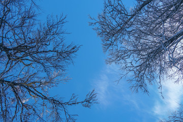 Fototapeta na wymiar Winter tree in clouds