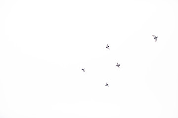 flock of birds flying in sky 2