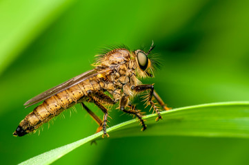 Macro shot of a robber fly 