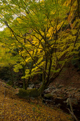 明治の森国定公園・黄葉の風景