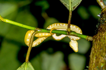 Yellow Eyelash Viper Snake - Underbelly and Scales Detailed View