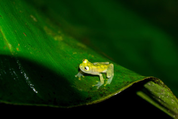 Reticulated Glass Frog in the Wild Rain Forest, Puntarenas, Costa Rica