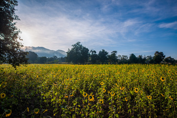 Fototapeta na wymiar Plantação de girassol em Inle Lake, Myanmar