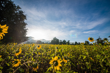 Planta&ccedil;&atilde;o de girassol em Inle Lake, Myanmar