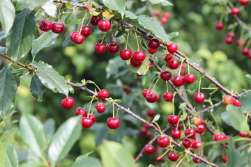 cherry tree with  ripe fruit on the branch