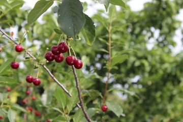 cherry tree with  ripe fruit on the branch