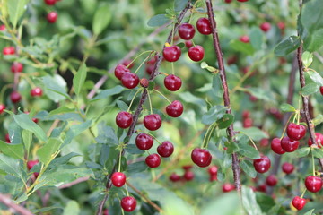 cherry tree with  ripe fruit on the branch