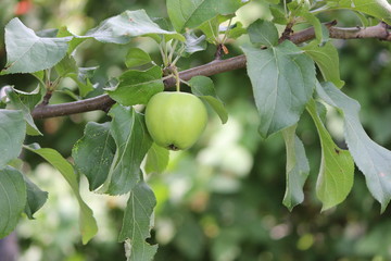 Green apple on branch