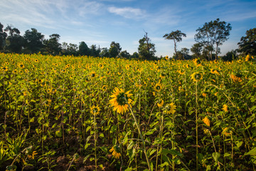 Plantação de girassol em Inle Lake, Myanmar