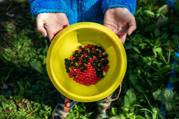 The child is holding a yellow bowl of berries. Red and black currants and strawberries. Harvest collected by a child in the summer at the cottage in the village