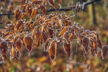 sunlit and withered with hornbeam leaves, end of autumn and the beginning of winter, autumn frosts and rains