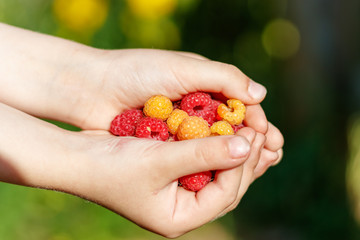 Yellow and red raspberry berries in the hands of a child. Summer sun shines on hands and berries