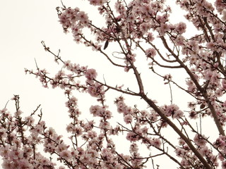 Fresh Spring Tree Branch Covered with Pink Blossom
