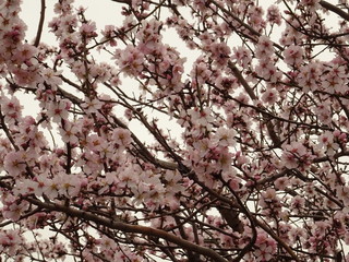 Fresh Spring Tree Branch Covered with Pink Blossom