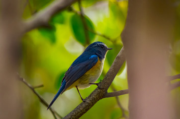 Fototapeta premium 青い鳥・ルリビタキ