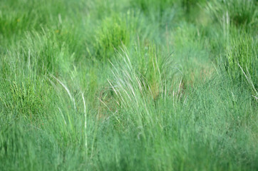 Green grass as natural background. Flora of ukraine. Shallow depth of field