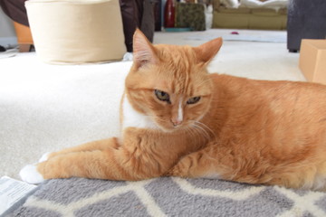 American short-hair kitty cat